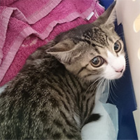 茶々初めての家