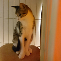 すまし顔の茶々