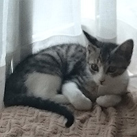 篠田さん宅のときの茶々