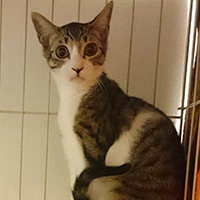 きょとんとしている茶々