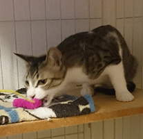 茶々と猫じゃらし