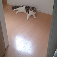 にゃるおと日光