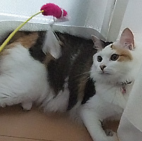 ななと猫じゃらし