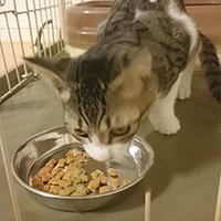 ケージ内でご飯