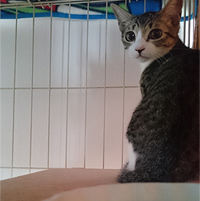 水飲み前の茶々