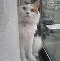 家猫のなな
