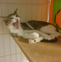 大きなあくびの茶々